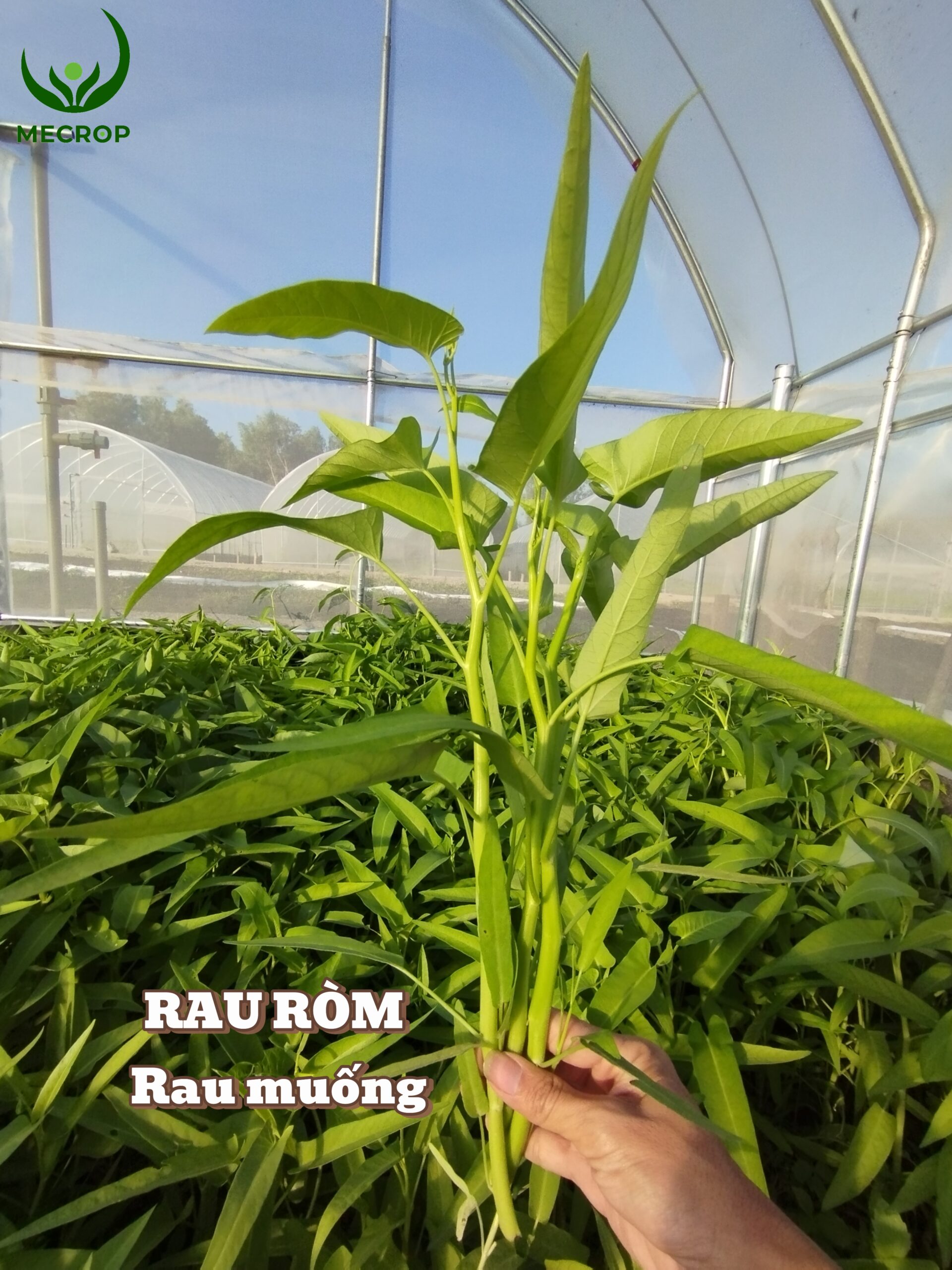 Rau muống hữu cơ