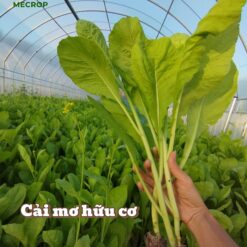 Cải mơ hữu cơ