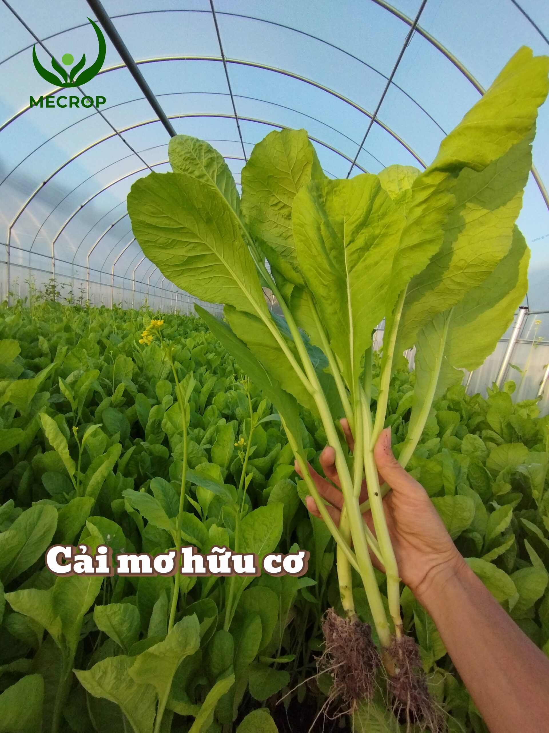 Cải mơ hữu cơ
