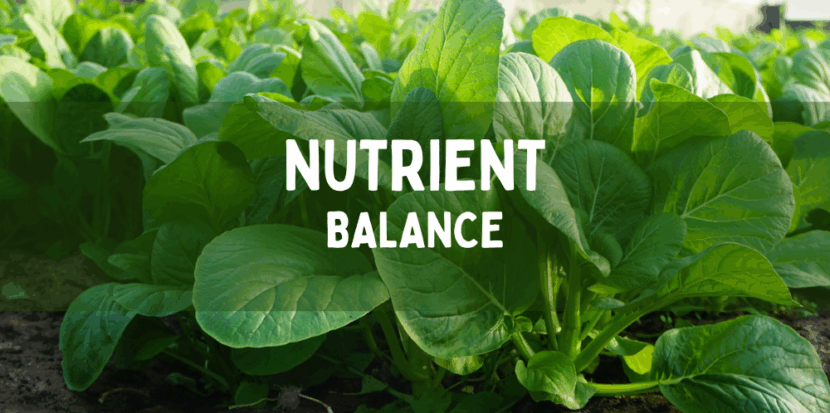 Nutrient balance 1000x600 1